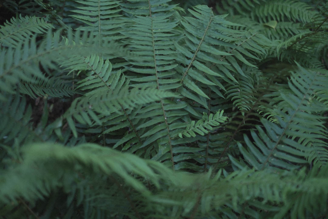 Pasley Island, Inside Passage