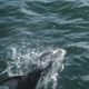 Dolphins in Sutlej Channel, Inside Passage