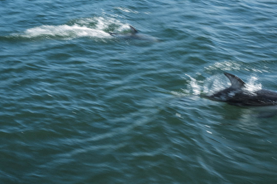 Dolphins in Sutlej Channel, Inside Passage