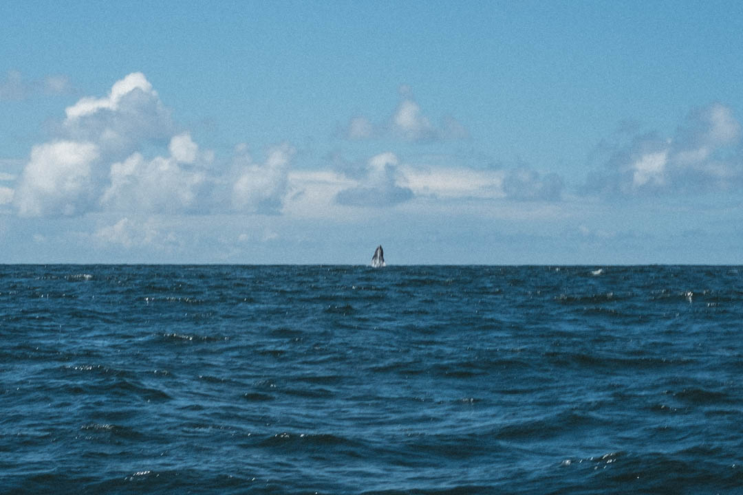 Humback whale in Queen Charlotte Strait