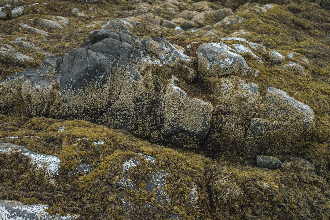 Fury Cove, Inside Passage